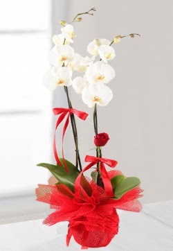 2 dall beyaz orkide ve 1 adet krmz gl Odt , ieki , iekilik  