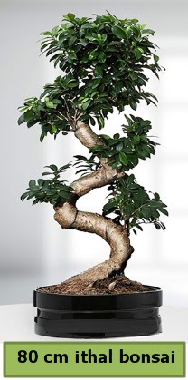 80 cm zel saksda bonsai bitkisi Cebeci sevgilime hediye iek 