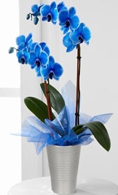 Seramik vazo ierisinde 2 dall mavi orkide Eskiehir yolu iekiler 