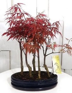 5 adet japon akaaa bonsai iei Bilkent 14 ubat sevgililer gn iek 