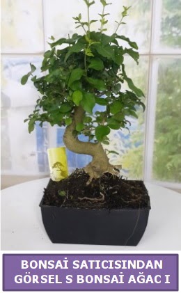 S dal erilii bonsai japon aac Bilkent 14 ubat sevgililer gn iek 