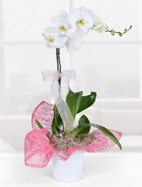 Tek dall beyaz orkide seramik saksda Beevler internetten iek sat  